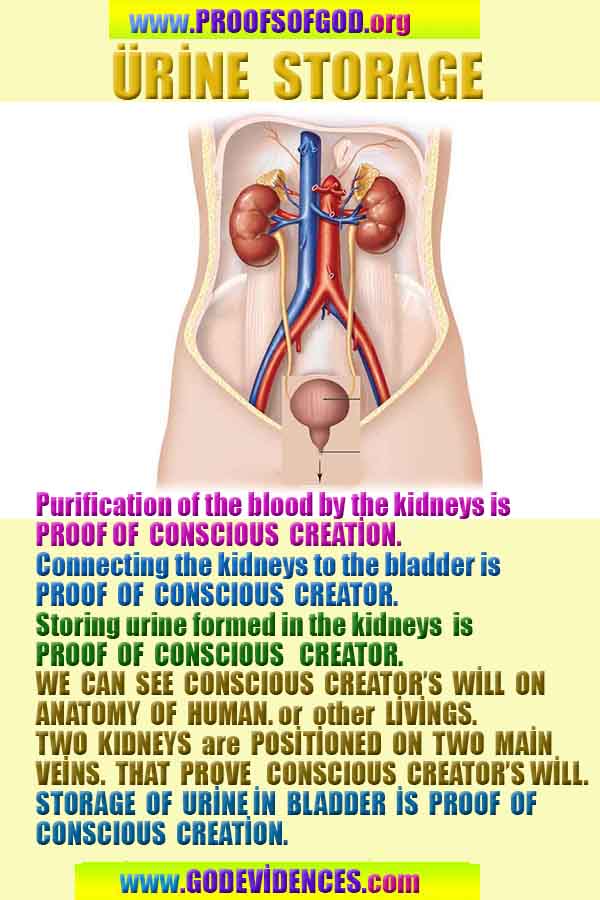 Proofs and Evidences of God, God exists proofs, God is real proofs and evidences, Proofs of God's existance