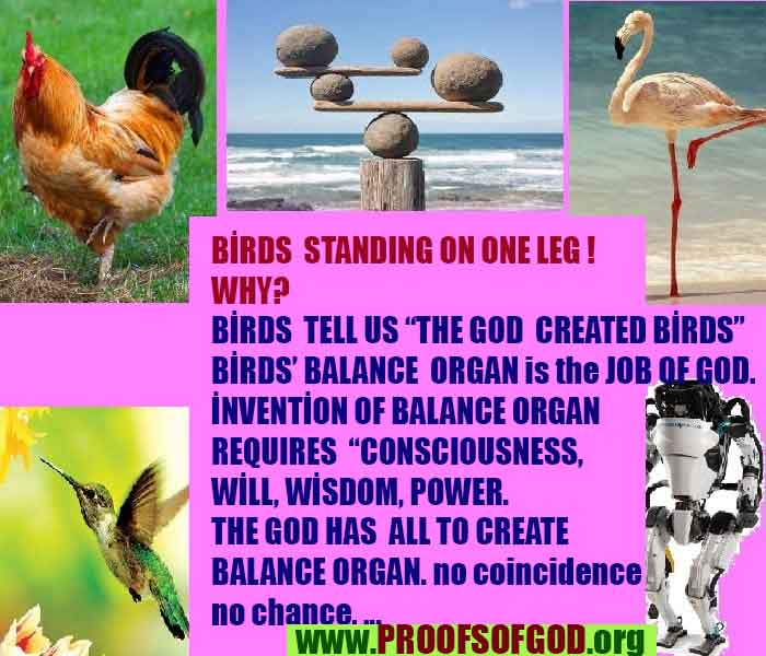 Proofs and Evidences of God, God exists proofs, God is real proofs and evidences, Proofs of God's existance